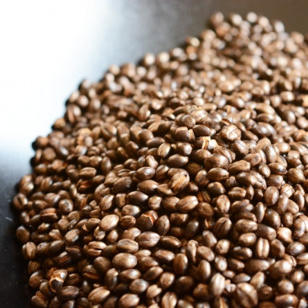 Orge Mugicha - Hokkaido Bio 100gr